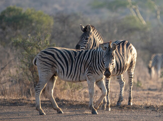 Obraz na płótnie Canvas Zebra couple [equus quagga] during golden hour in South Africa RSA