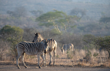 Fototapeta na wymiar Zebra couple [equus quagga] during golden hour in South Africa RSA