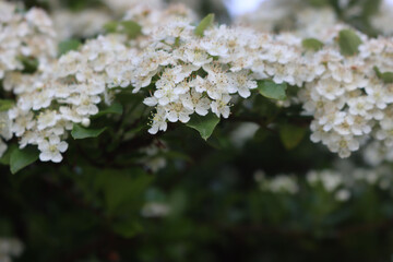Close-up of Pyracantha bush with many small white flowers on branches. Firethorn in bloom on summer