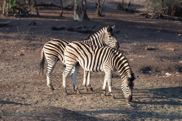 Zebra couple [equus quagga] during golden hour in South Africa RSA
