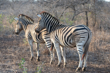 Fototapeta na wymiar Zebra couple [equus quagga] during golden hour in South Africa RSA