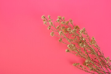 dried flowers isolated on pink background.