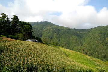 corn field under sky