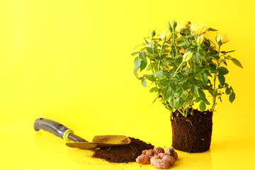 Rose plant, soil and gardening shovel on color background