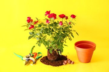 Rose plant, pot and gardening tools on color background