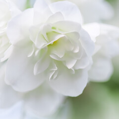 Soft focus, abstract floral background, White terry Jasmine flower petals. Macro flowers backdrop for holiday brand design