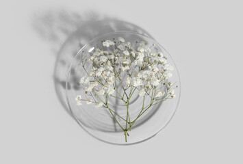Glass with beautiful gypsophila flowers on light background
