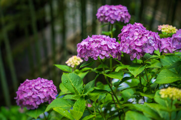 Pink hydrangea flowers.