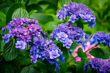 A closeup shot of purple hydrangea flowers.