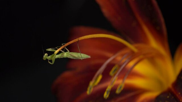 Macro Shot Of A Green Praying Mantis Grooming Legs on A Flower Stamen, Static Shot