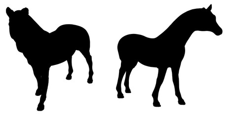 Fototapeta na wymiar Set with silhouettes of a standing horse in various positions isolated on a white background. Vector illustration