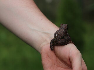 A hand holding a frog