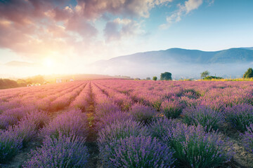 Fototapeta na wymiar Lavender field summer sunset landscape with single tree near Valensole.Provence,France