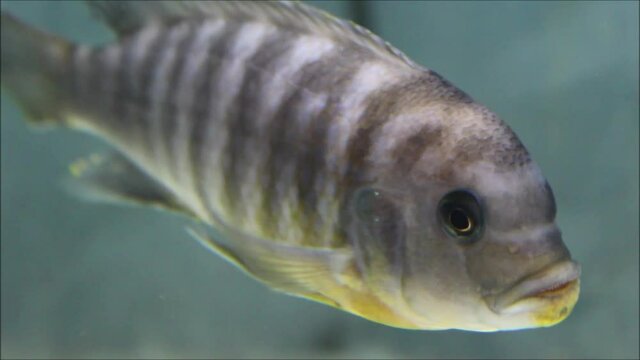 A closeup of a perch fish swimming in the water