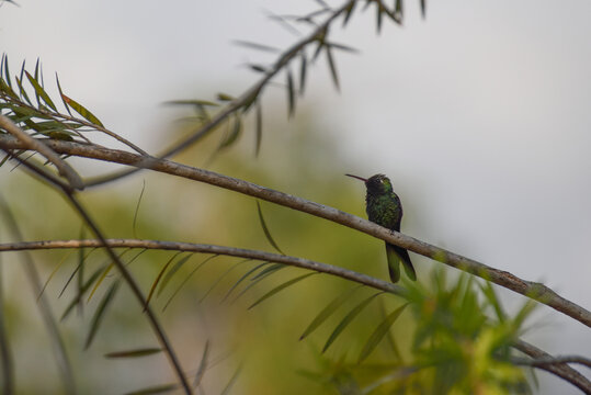 Closeup shot of a small Eriocnemis perched on a tree branch