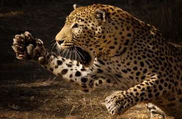 Selective of an angry leopard attacking out