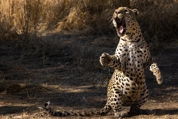 Fotobehang Angry roaring leopard on its feet © Björn Reibert/Wirestock