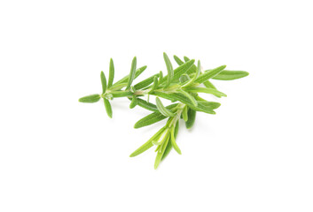 Branch of rosemary isolated on white background. Evergreen shrubs