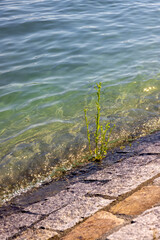 Vertical shot of grass grew on concrete pavement in Lake Constance at Konstanz, Germany