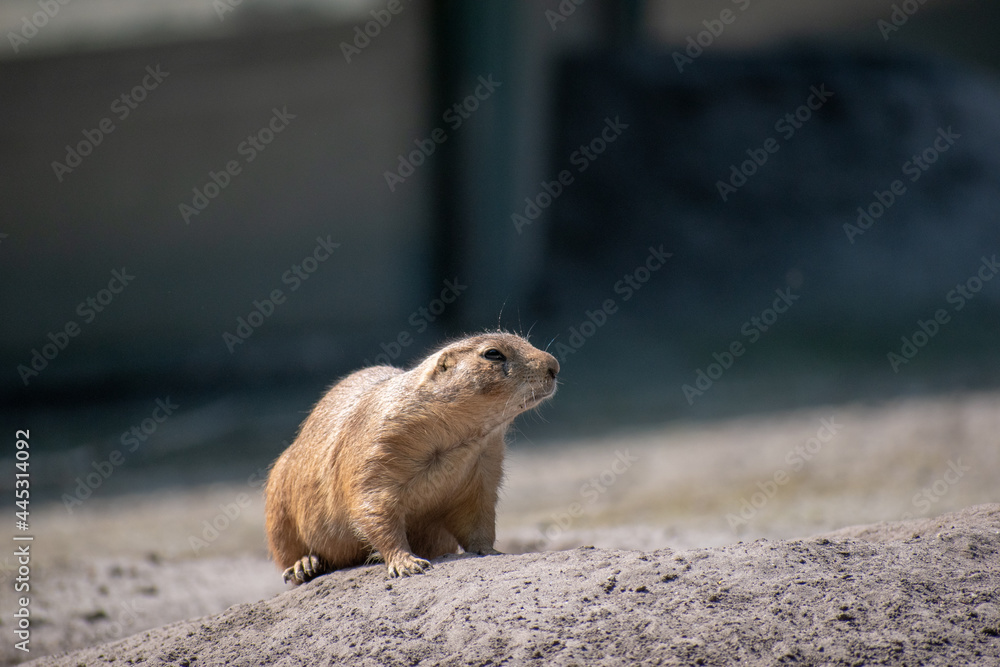 Poster Adorable prairie dog climbing on the soil ground and looking aside