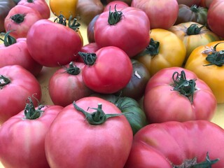 Beautiful tomatoes in summer, Colorado.