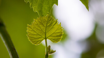 Fresh Green Grape Leaf on isolated natural Background. grapevine, tender young leaf. green vine leaves. growing in the garden, close-up, place for text