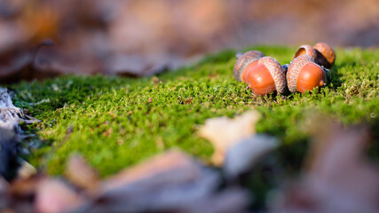 the acorn lies on the green moss of the autumn forest. early spring in the forest. a group of...