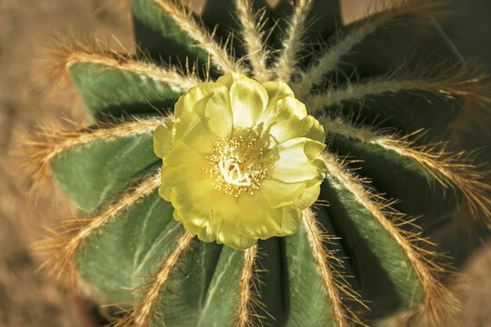 top view of a single shimmering bright yellow flower on a small symmetrical Parodia magnifica balloon cactus plant with blurred soil in the background
