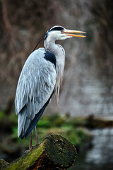 Ein Graureiher ( Ardea cinerea ).