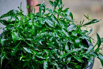 closeup andrographis paniculata growing in black pot