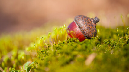 the acorn lies on the green moss of the autumn forest. juicy green moss and acorn, spring in the forest, bright natural background. acorn in an oak park, close-up, place for text © Oleksandr Filatov