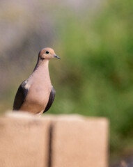 Mourning dove peeking over a ledge
