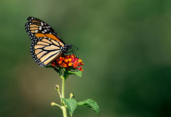 Monarch butterfly on orange lantana flower in Riverside California