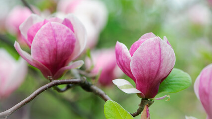 Obraz premium Magnolia. spring magnolia flowers, natural abstract soft floral background. beautiful flowers, delicate magnolia, in the garden or park. pink flower on green natural background. close-up