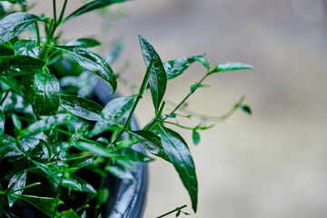 closeup andrographis paniculata growing in black pot
