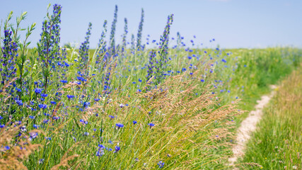 flowers at the roadside. meadow flowers and herbs. Cornflower, flower of Arable Fields. blue...