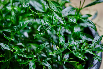 closeup andrographis paniculata growing in black pot