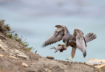 Juvenile peregrine falcon with half eaten prey landing on a rock ledge over the pacific ocean near Los Angeles