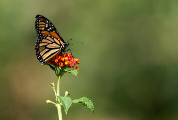 Fototapeta na wymiar monarch butterfly on lantana with landscape format and green space