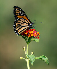 monarch butterfly on lantana flower and bokeh green background