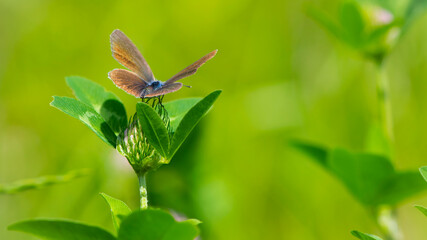 Polyommatus icarus. butterfly on clover flower. Common blue butterfly at rest on red clover flower. European macro nature. insect on a wildflower. meadow flower and butterfly, background, close-up.