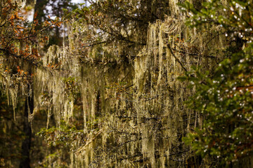 Sikhote-Alin Biosphere Reserve. The nature of the ecological tourist route Arseniev trail. Dense thickets of sleepyheads on the hiking trail. Close-up.