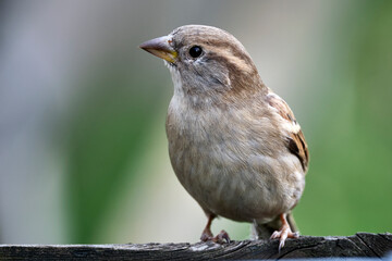 Haussperling ( Passer domesticus ) – auch Spatz oder Hausspatz.