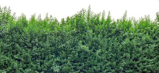green bush isolated on white background. clipping path included.