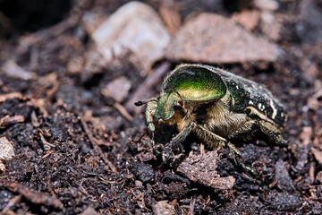 Goldglänzender Rosenkäfer ( Cetonia aurata ).