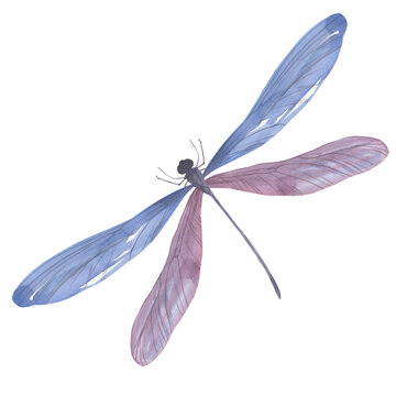 Watercolor painted dragonfly isolated on white background. A sketch of an insect with wings in flight.