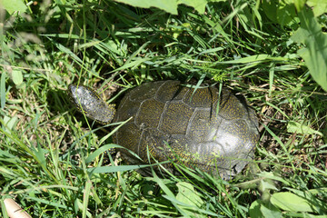 A small turtle in green grass close-up view of it