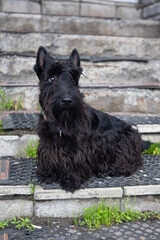 Black Scottish terrier is sitting on the stairs 