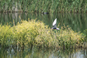 Black tern flying near the lake surface with selective focus background