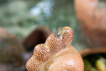 Small snail on the ceramic, focus selective.